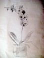 /album/my-art/flower-jpg/